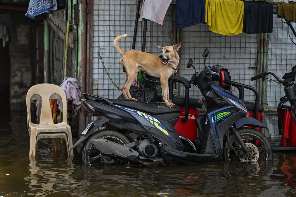 Un perro se encuentra en una motocicleta en una calle inundada después de las fuertes lluvias traídas por el monzón del suroeste en Pampanga el 31 de agosto de 2026. (Foto de Jam STA ROSA / AFP)