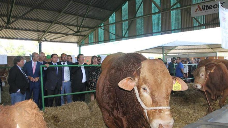 Zafra cierra su feria ganadera de San Miguel con más de 800.000 visitantes