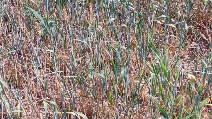 Situación de un campo de cereal en la localidad oscense de Almudévar por la falta de lluvias. | UAGA