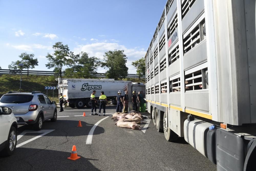 Accident d'un camió de porcs a Manresa