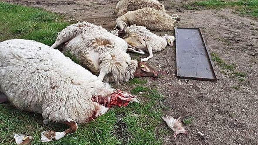 Algunas de las ovejas matadas por el lobo en una explotación de Palazuelo de Sayago.