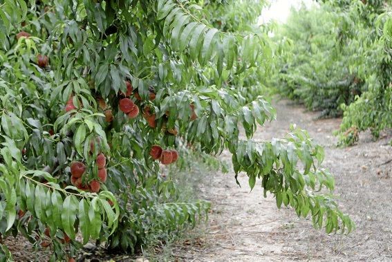 Auf seiner Plantage mit 2.500 Bäumen bei Manacor erntet Maties Adrover von Mai bis September Pfirsiche. Er bemüht sich, Inselobst mit optimalem Reifegrad in den Handel zu bringen.