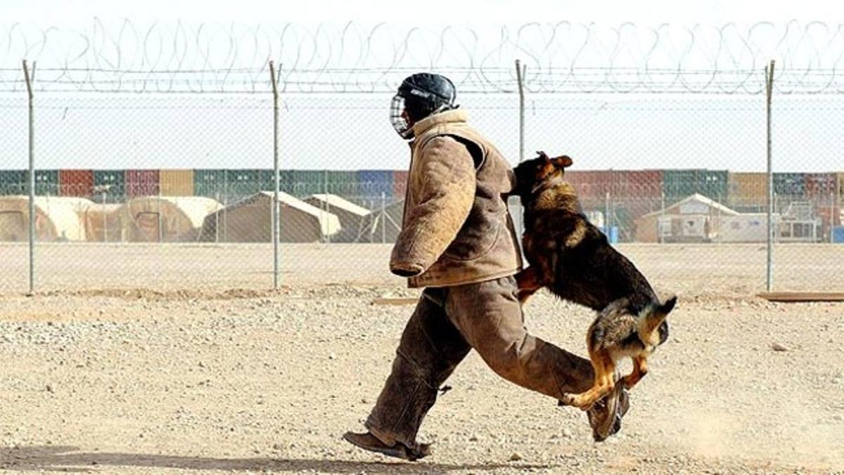 El futbolista anglès David Beckham és atacat per un gos durant la seva visita a un camp d’entrenament caní a l’Afganistan.