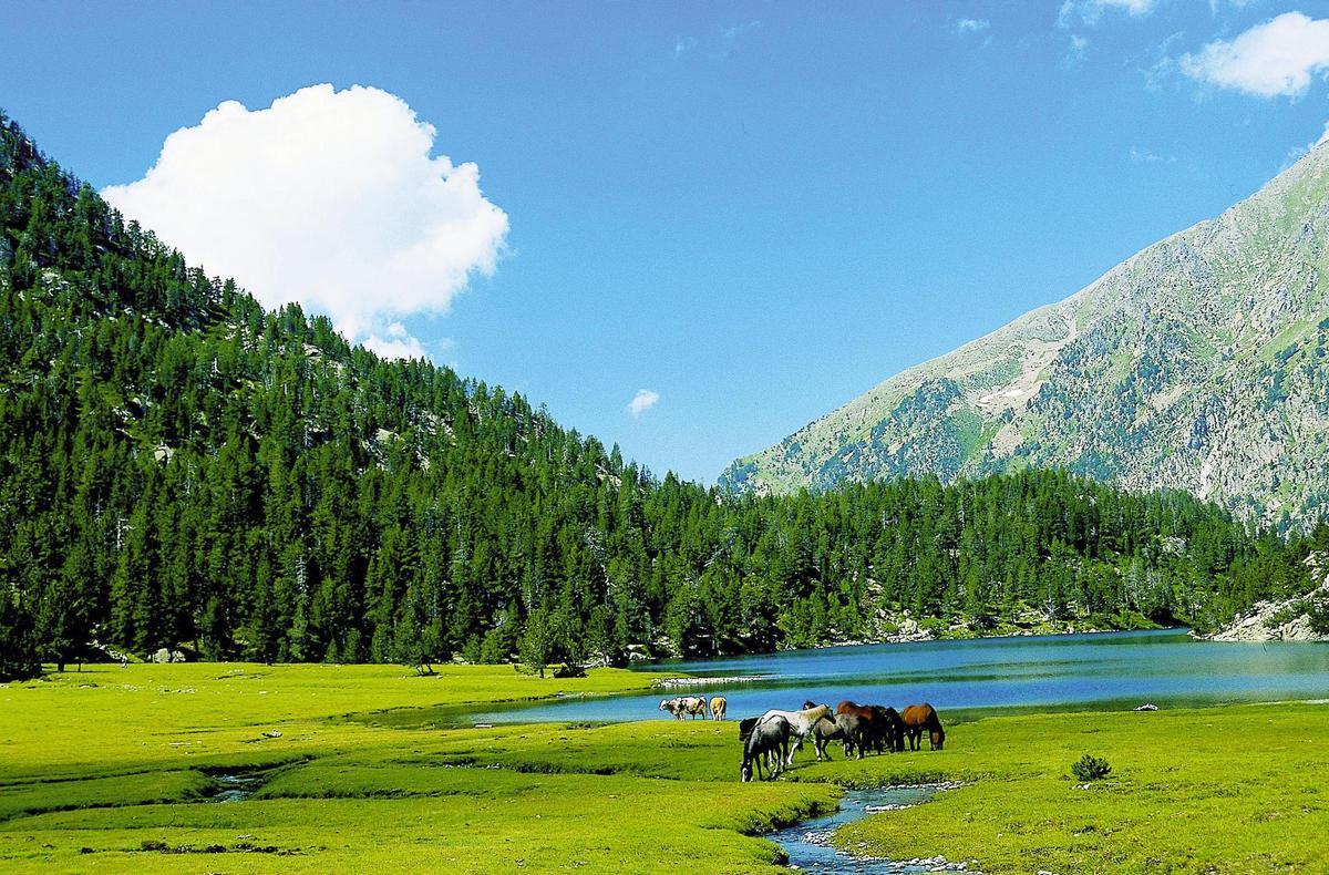 Caballos pastando en el Parque Nacional de Aigüestortes y Estany de Sant Maurici. Alta Ribagorça