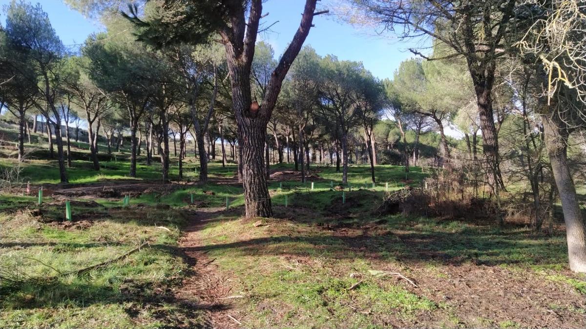 Resultados del plan Renaturaliza en el bosque de Valorio de Zamora: plantación de 4.400 árboles