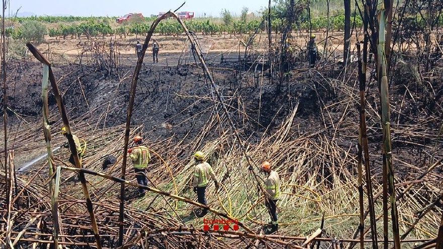 Crema 300 m2 de canyissar i vegetació de ribera a Mollet de Peralada