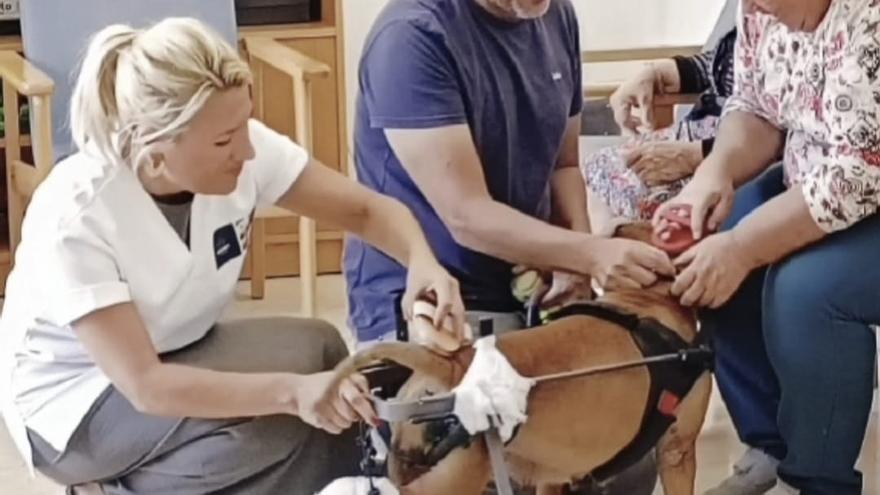 Mayores y mascotas abandonadas que &quot;nadie quiere&quot; se dan amor en el Sureste