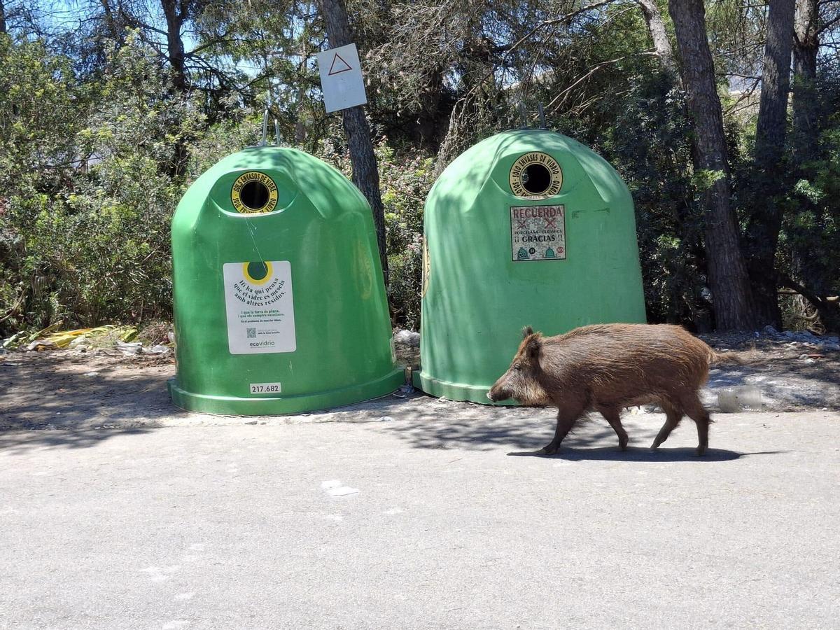 Un jabalí paseando ante un contenedor de vidrio por una zona urbana.