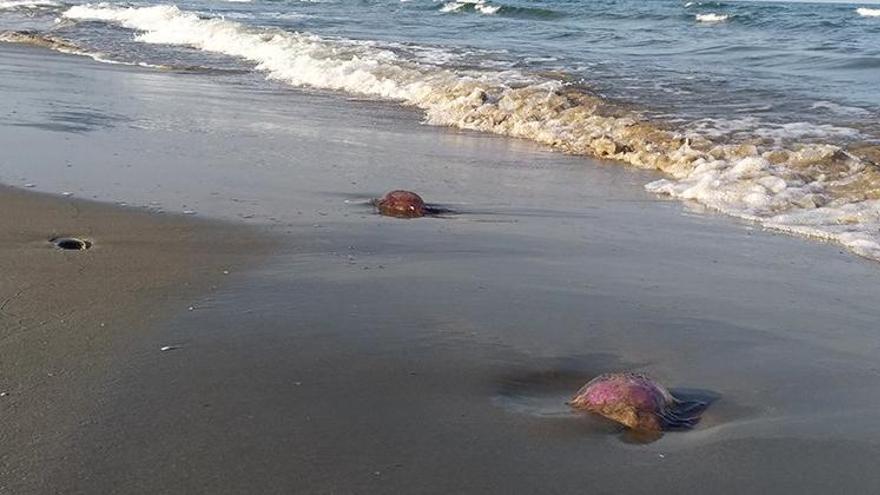 Alerta por la presencia de una plaga  de medusas en las playas de Castelló