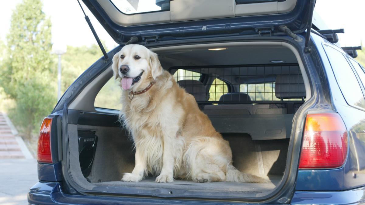 Viajar con tu mascota de forma segura