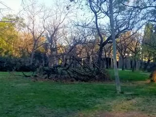 El Jardín del Turia de Valencia, una zona de guerra tras el paso de la borrasca Leonardo