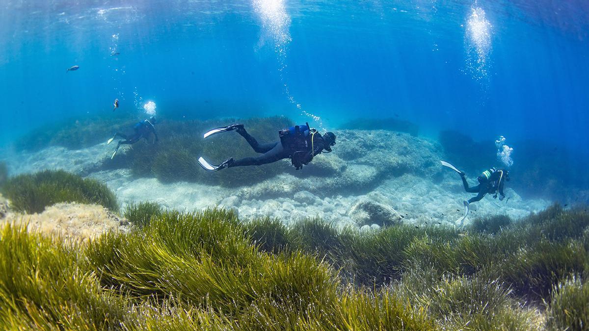 Submarinistas sobre praderas de posidonia, en el Mediterráneo