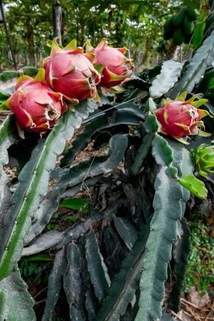 Dos jóvenes agricultores que cultivan, procesan y