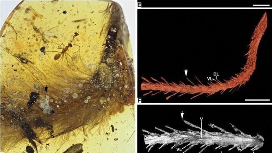 Hallan una cola de dinosaurio conservada en ámbar