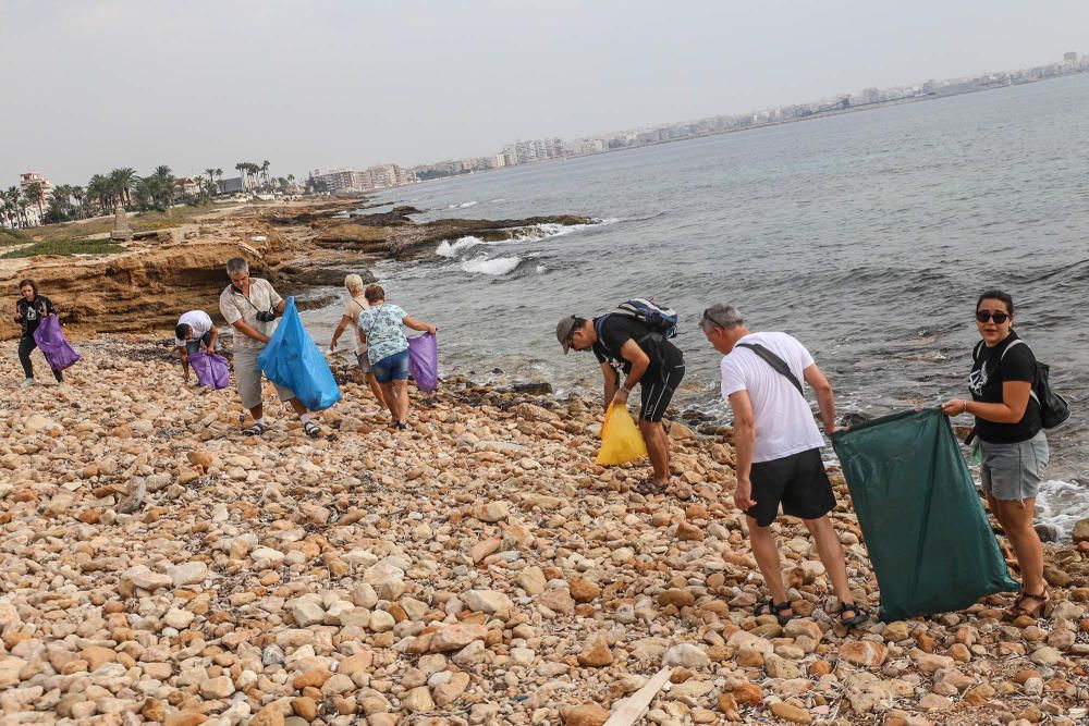 Limpieza del palmeral de Ferrís en Torrevieja