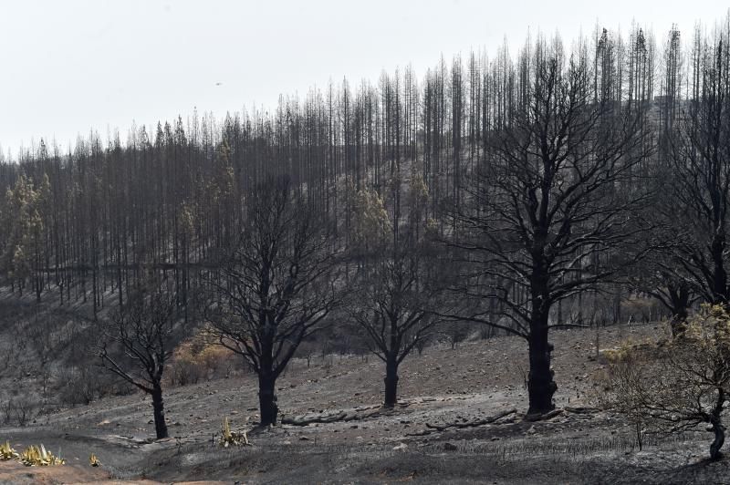 24-08-2019 TEJEDA. Zonas quemadas junto a la carretera de Cruz de Tejeda a Pinos de Galdar  | 24/08/2019 | Fotógrafo: Andrés Cruz