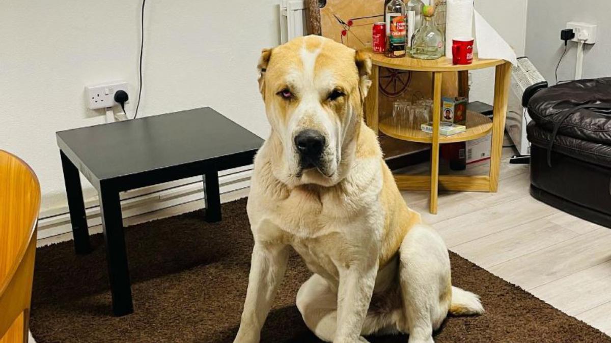 Perro gigante | Kenzo, el perro pastor de Asia Central que se ha hecho  viral en TikTok
