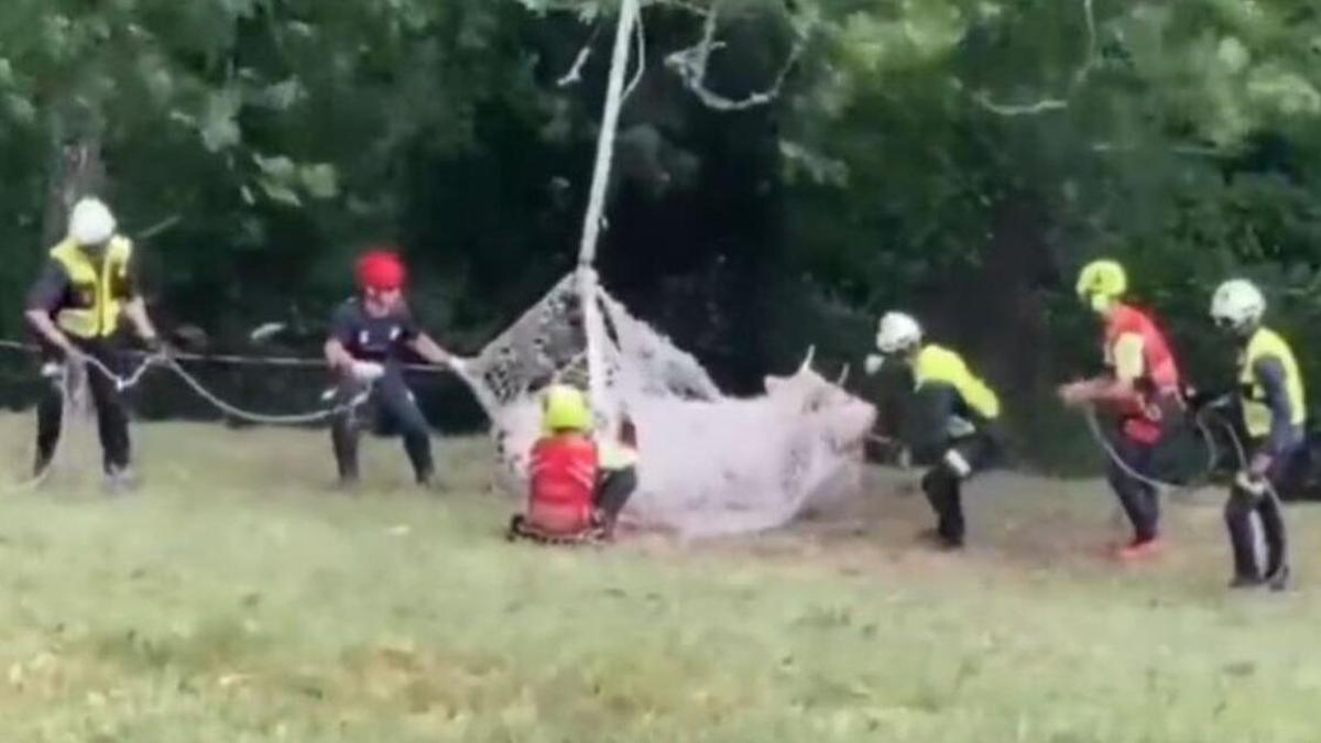 Un helicóptero rescata a una vaca con una pata rota en Cantabria