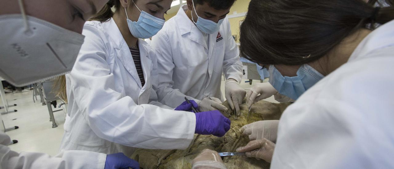 Clase de anatomía en la Facultad de Medicina en la Universidad Miguel Hernández de Elche