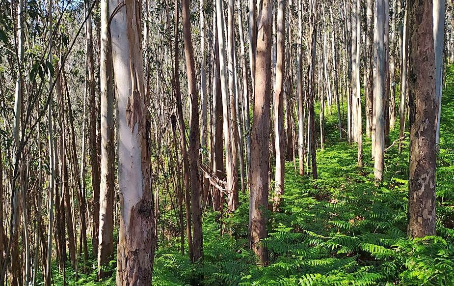 Impulso a la gestión de masas forestales en el Principado