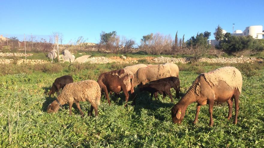 Perros peligrosos atacan a las ovejas &quot;bomberas&quot; de Pego y matan a una de ellas y a un cordero