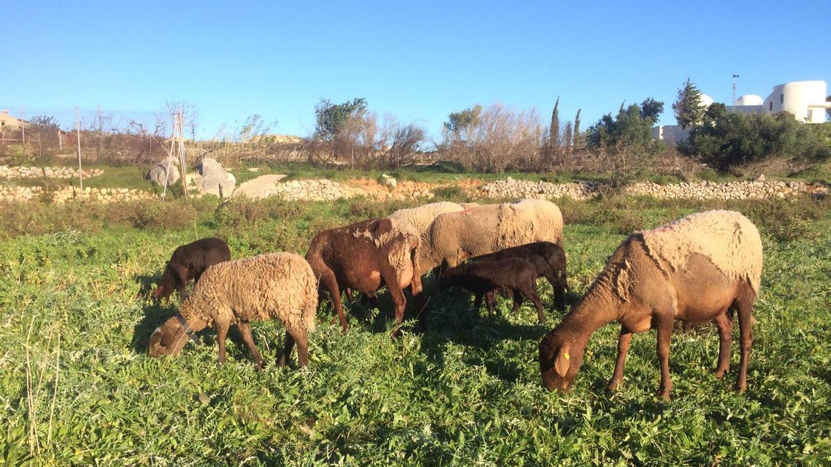 Las ovejas están en el refugio del Miserà. Todas sufrieron heridas