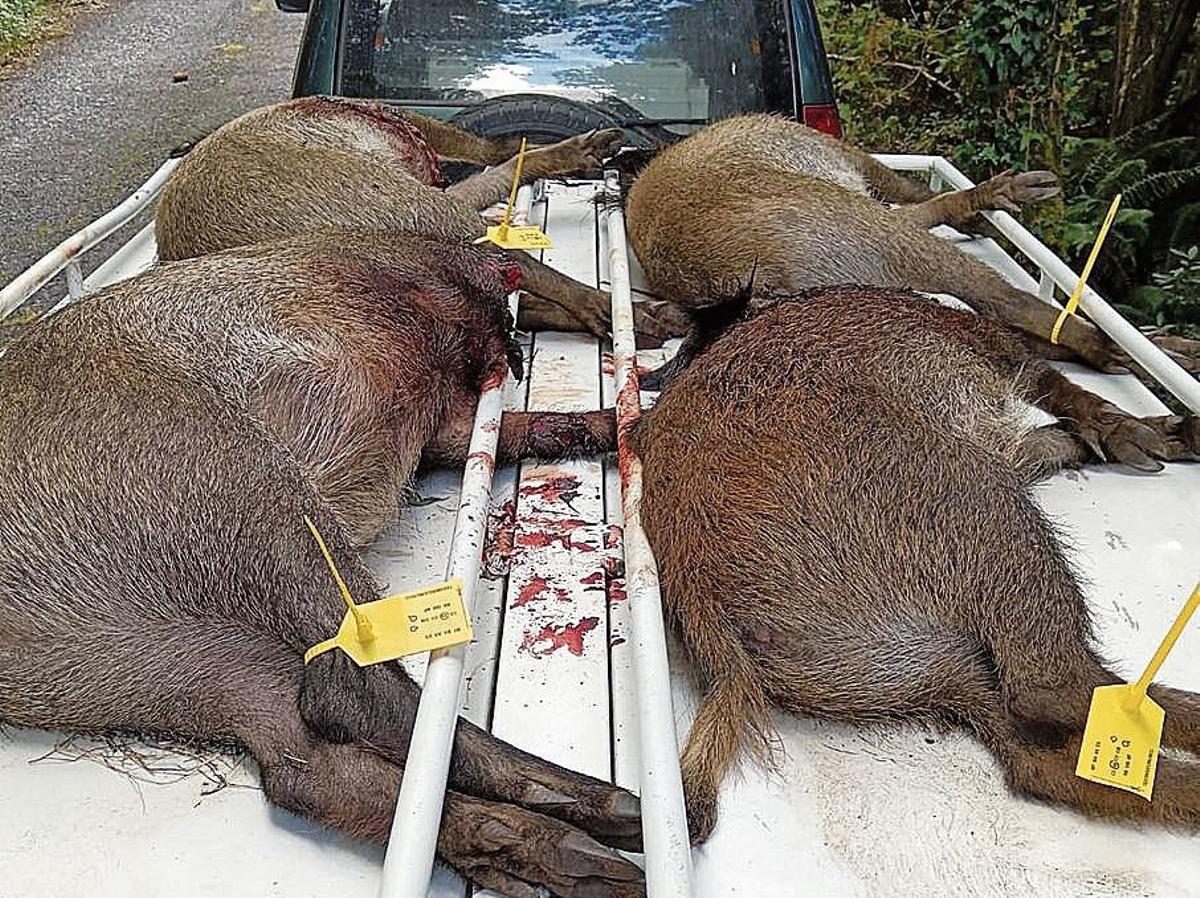 Jabalíes abatidos en Silleda