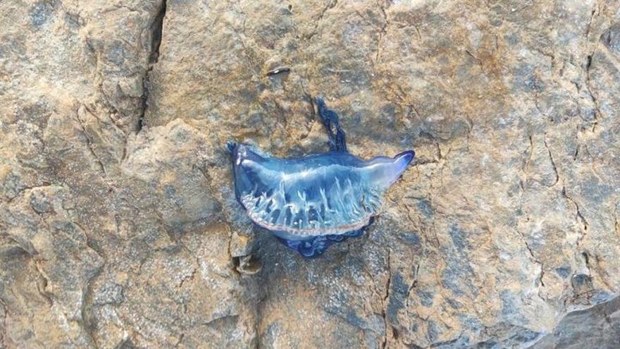 Los científicos desinflan la alerta por medusas carabela en la provincia de Alicante