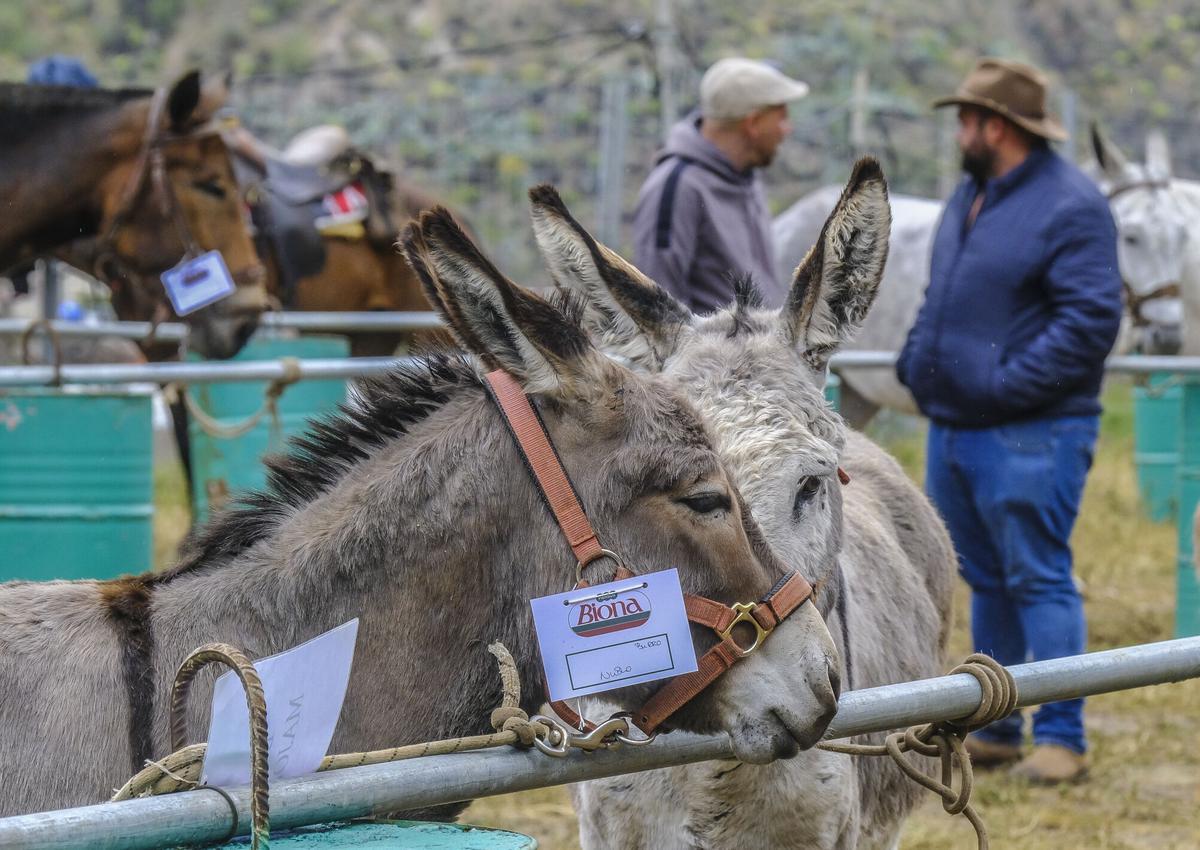 Feria de burros de La Culata de Tejeda 2025