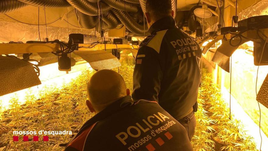 Descobreixen tres cultius de marihuana d&#039;una mateixa banda en una nau de la Bisbal i en dues cases de Sils