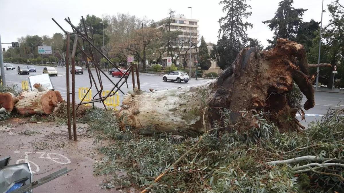 Un eucalipto centenario derribado por el viento en la avenida Vallellano, en Córdoba
