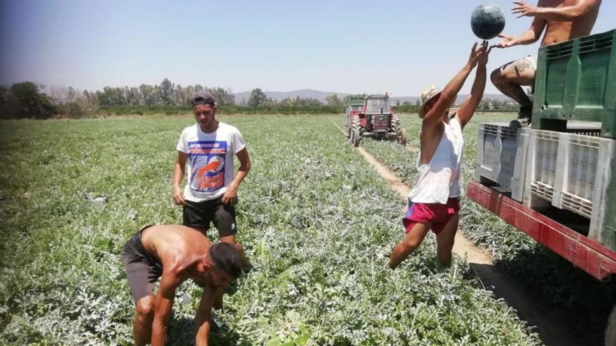 La mayoría de los cultivos de la provincia han reducido su superficie este año