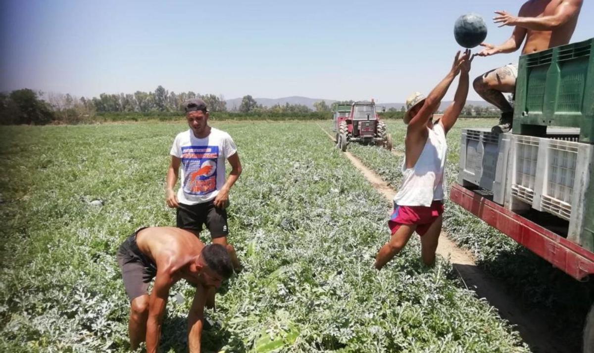 Trabajadores de la recolección de la sandía en la provincia de Córdoba, en una foto de archivo. | ELISA MANZANO