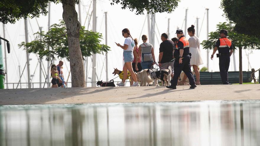 Día de los Animales en Santa Cruz