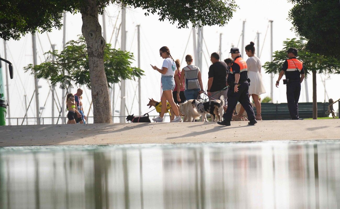 Día de los Animales en Santa Cruz