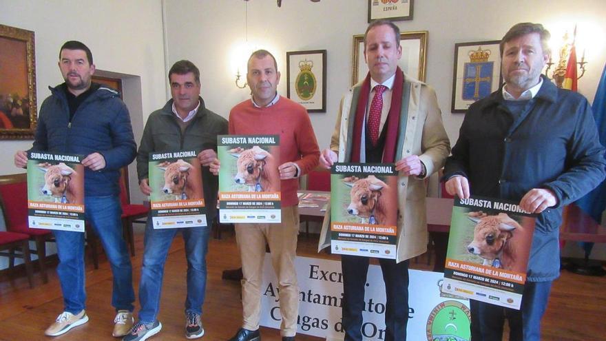 Dieciocho sementales en la Subasta Nacional de Asturiana de la Montaña, en Cangas de Onís