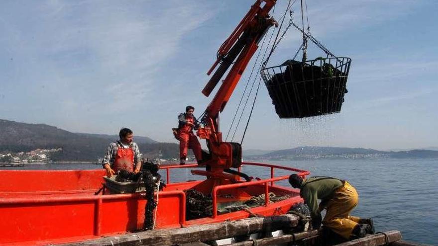 Retirada de mejillón en la ría. // Gustavo Santos