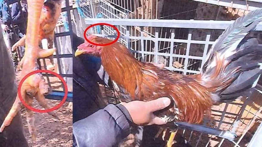 La Policía de Sant Josep rescata gallos mutilados de un terreno okupado