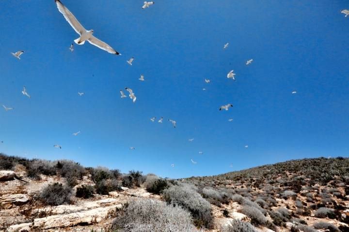 Las gaviotas atacan en la isla de Benidorm