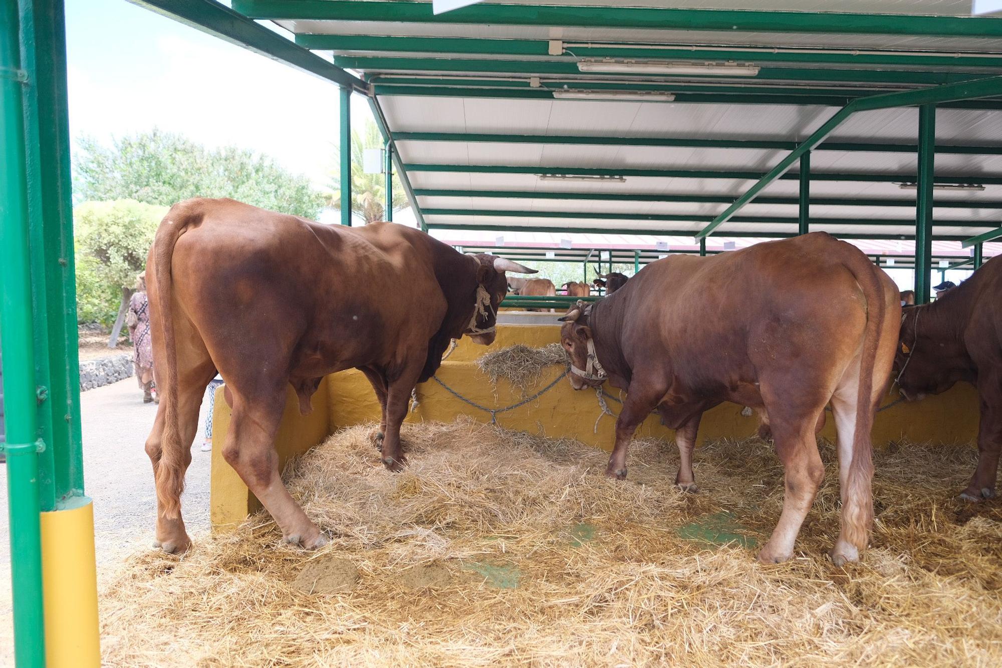 Feria de ganado del Cabildo de Gran Canaria