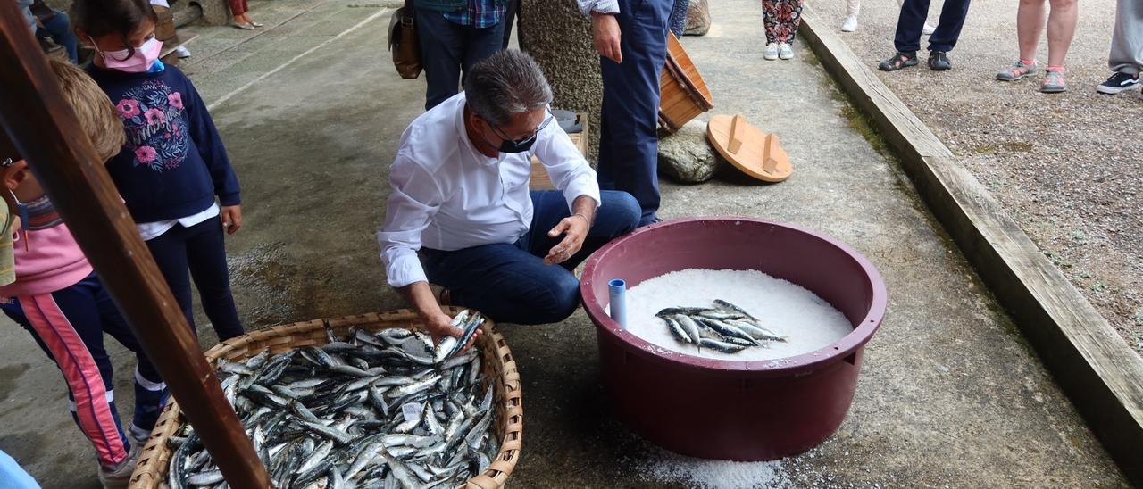 El proceso comienza con las sardinas en salmuera.