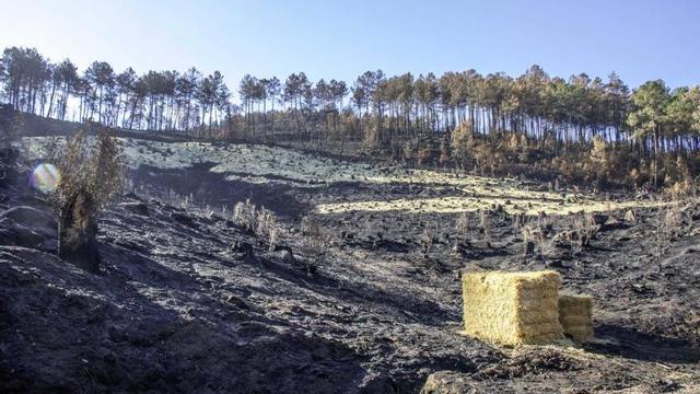 Tierra quemada en la ola de octubre // FdV