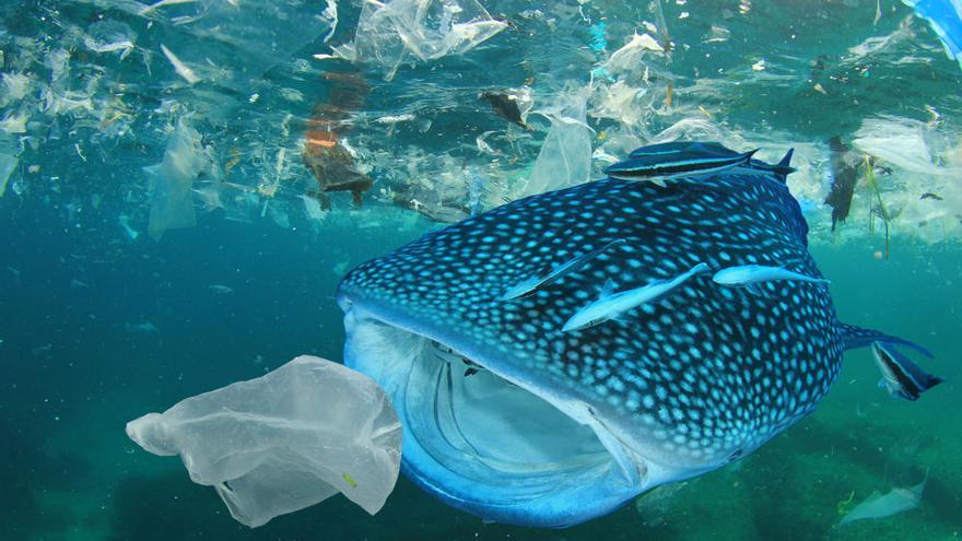 Los Plasticos Una Trampa Mortal Para La Fauna Marina El Dia