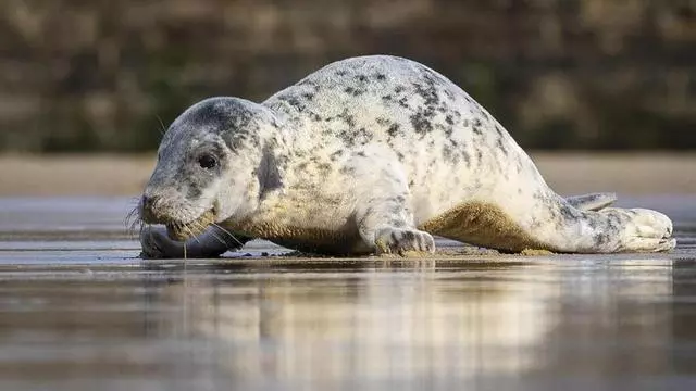 Una cría de foca gris aparece en la playa de La Concha de San Sebastián