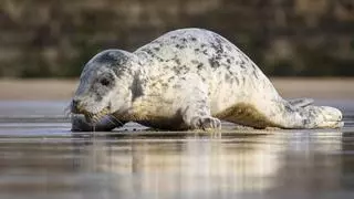 Una joven foca gris se deja ver en la arena de la playa de la Concha de San Sebastián
