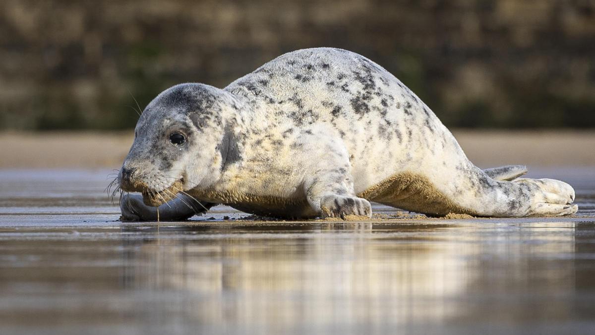 Una cría de foca gris aparece en la playa de La Concha de San Sebastián