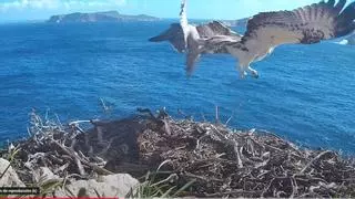 Un halcón peregrino ataca por sorpresa a una de las dos águilas pescadoras que SEO Bird Life graba en su nido de Cabrera