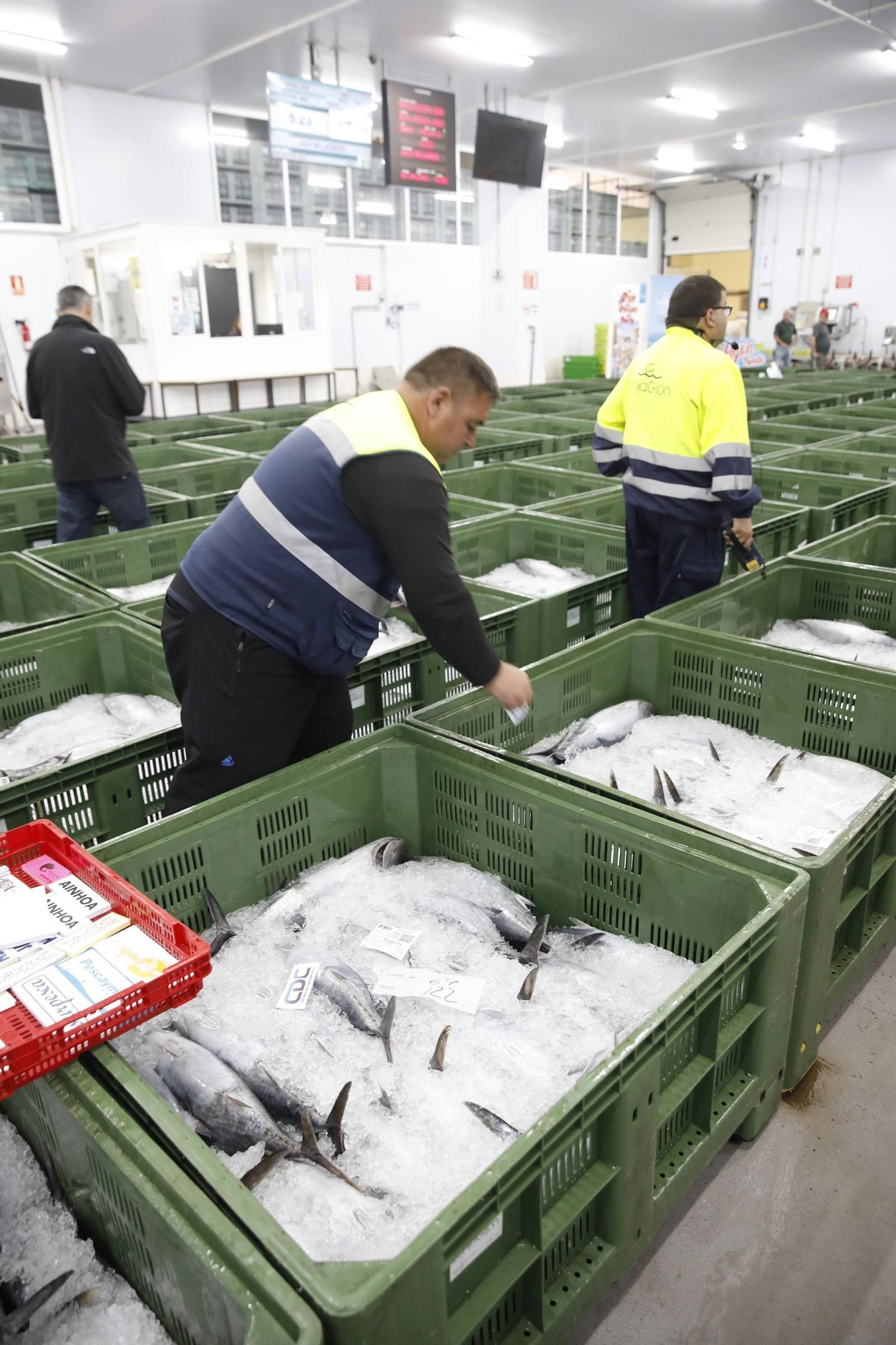 La primera descarga del bonito en la lonja de Gijón, en imágenes