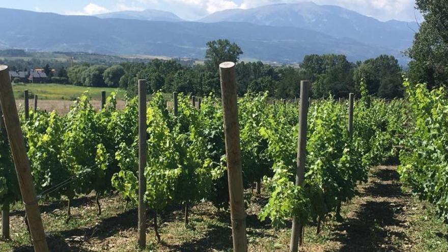 Les vinyes del que es considera el primer celler cerdà, Mountain Wines.