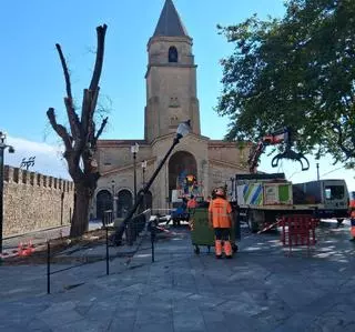 Talan un viejo olmo en el Campo Valdés afectado por avispilla